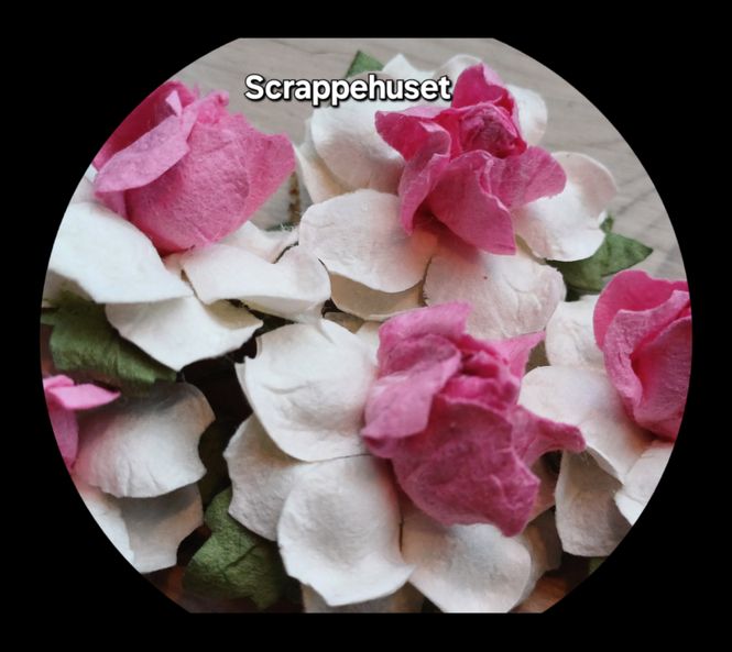 Hovedbilde Hvite Roser med Rosa Kjerne -SH67